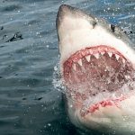 Shark coming out of water, mouth open showing teeth