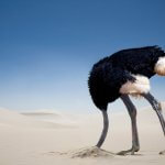 Ostrich facing left with its head buried in the sand