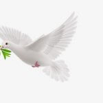 Dove flying, holding sprig, white background